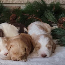 Australian Cobberdog Puppies from Heartland Hills Australian Cobberdogs