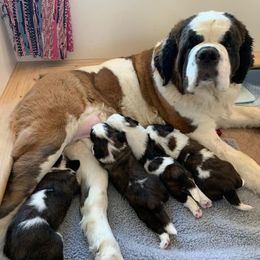 Saint Bernard Puppies from Avant-Gard Saint Bernards
