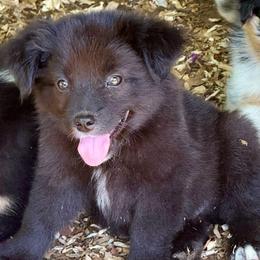 Woody - Black tri male Miniature Australian Shepherd puppy in Patterson, North Carolina from DreamLine Aussies