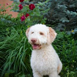 Lagotto Romagnolo puppies from Fino Lagotto