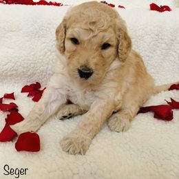 Goldendoodle Puppies from Cruella’s Doodles