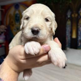 Dalia (pastel green) - Cream female Goldendoodle puppy in Portsmouth, Virginia from Hopping Howlers Ranch