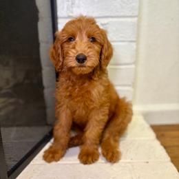 F1B Goldendoodle Bay - Red  male Goldendoodle puppy in Redding, California from Casa Delarosa Collective Poodles & Doodles