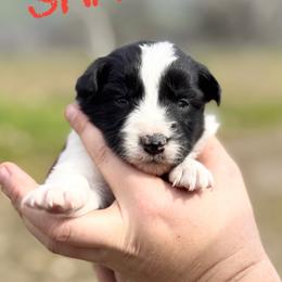 Sharon - Black female Border Collie puppy in Sanger, California from Flying M Cactus Ranch Buddies