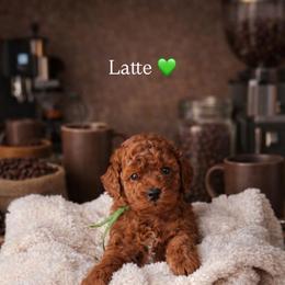 Latte - Red  male Poodle puppy in Modesto, California from Oso’s Red Toy, Mini, & Standard Poodles
