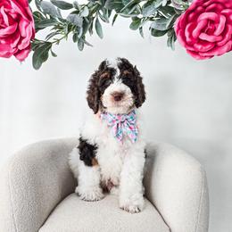 Tumnus - Brown and white male Bernedoodle puppy in Gaylord, Michigan from Dog Mom Co. Doodles