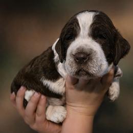Mango - Liver white and roan male English Springer Spaniel puppy in Florida from Thunderbird Springers