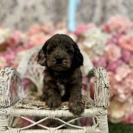Sprinkles - Merle female Cockapoo puppy in Rolla, Missouri from Diamond K