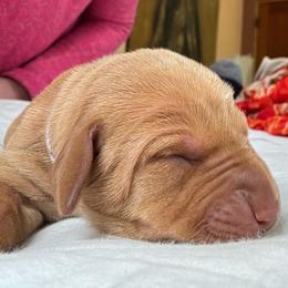 Stormy - Golden rust female Vizsla puppy in Plymouth, Minnesota from Carlson Vizslas
