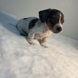 Dachshund Puppies from K9 Royal Club