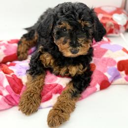 Daisy - Sable female Aussiedoodle puppy in Deer Park, Washington from Doodle Paw Ranch