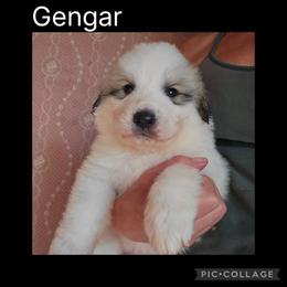 Boy 1 - White and badger male Great Pyrenees puppy in Mikado, Michigan from Brittain Family Farm