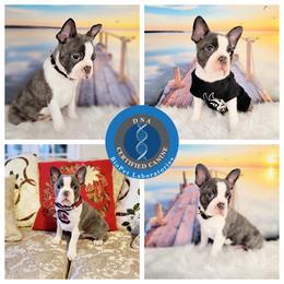 Kodiak - Brindle and white male Boston Terrier puppy in Spartanburg, South Carolina from Our Gang Bostons