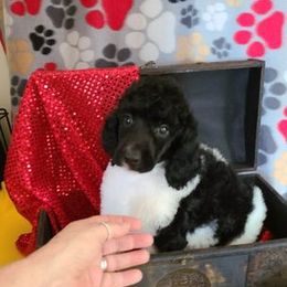 Poodle Puppies from My Buddies Puppies