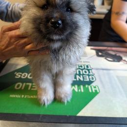 Green girl - Black and silver female Keeshond puppy in Fayetteville, Tennessee from Erbekees-Keeshonden