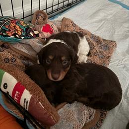 Alastor - Piebald male Dachshund puppy in Englewood, Ohio from TS Dachshunds