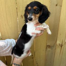 Rigatoni (Full AKC) - Piebald male Dachshund puppy in Mountain Home, Arkansas from The Teacup Homestead Miniature Dachshunds
