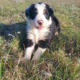 Dodge - Black and white male Border Collie puppy in Montague, California from Flock and Fang