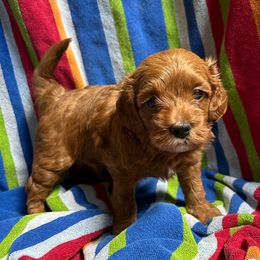 Copper - Red and white male Cockapoo puppy in Egg Harbor City, New Jersey from Grace Given Cockapoos (GGC)