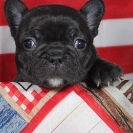 French Bulldogs from Couleur French Bulldogs