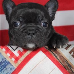 French Bulldogs from Couleur French Bulldogs