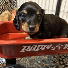 Chili - Black and tan male Dachshund puppy in Callahan, Florida from Faraway Farm Dachshunds