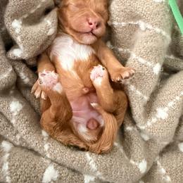 Girl 2 Green - Apricot female Goldendoodle puppy in Sacramento, California from Golden Heart Doodles