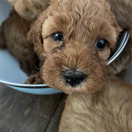 Cockapoo Puppies from Chesapeake Cockapoos
