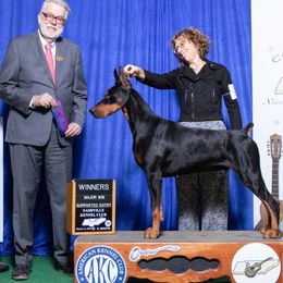 Fargo - Doberman Pinscher