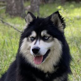 Siberian Husky puppies from Pikes Peak Pomskies