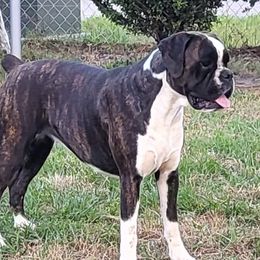 Montana - Boxer