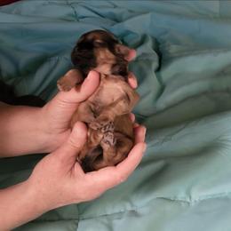 Darling - Sable female Shih Tzu puppy in Eldorado, Arkansas from Gina's Lil Zues and Yorkies Kennel