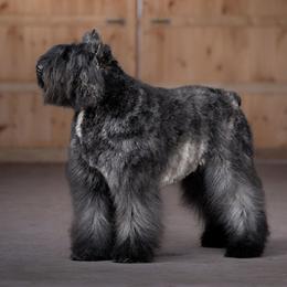 Venus - Bouvier des Flandres