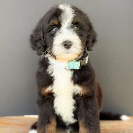 Callaway - Boy 4 - Tri-color male Bernedoodle puppy in Bellville, Ohio from Bernedoodle Buddies