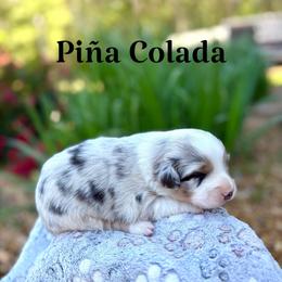 Piña Colada - Blue merle female Australian Shepherd puppy in Jena, Louisiana from Diamond 5 Aussies