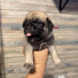 Maisy (pink) - Fawn female Pug puppy in Hereford, Arizona from Broken Road Ranch Pugs