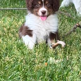 Siren - Red tri-color female Miniature American Shepherd puppy in Cheney, Washington from Serene Prairie K9