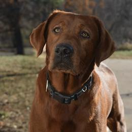 Roary - Labrador Retriever