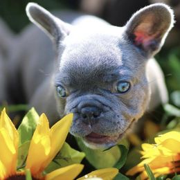 French Bulldogs from Hershe Kennel
