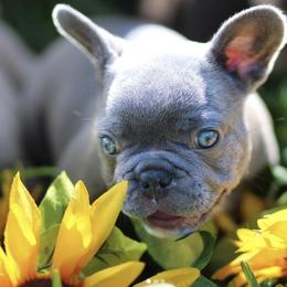 French Bulldogs from Hershe Kennel