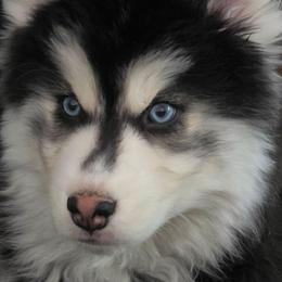 Phineas - Black and white male Siberian Husky puppy in East Tawas, Michigan from BurnsBerg's Woolies