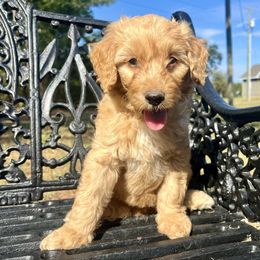 Boy (blue collar) 4 - Apricot male Goldendoodle puppy in Crawford, Mississippi from Magnolia State Poodles and Doodles