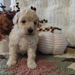Dustin - Apricot male Poodle puppy in Blanch, North Carolina from Faithful Hearts Kennel