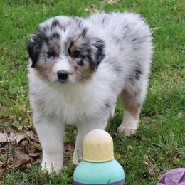 Tatum - Blue merle male Australian Shepherd puppy in Kansas, Oklahoma from Windy G Farm