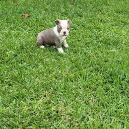 Finn - Seal and white male Boston Terrier puppy in Katy, Texas from Mei's Boston Terriers