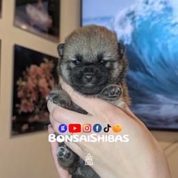 YUZUKI - Red female Shiba Inu puppy in Minnesota from BonsaiShibas