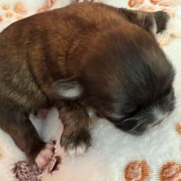 Prince Charming - Brindle and white male Shih Tzu puppy in Soddy Daisy, Tennessee from TN Mtn Magic Precious Shih Tzu’s 4 You!