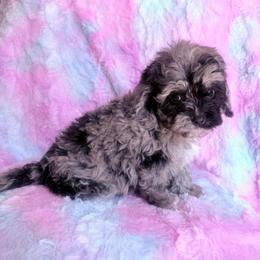 Galaxy - Merle male Cavapoo puppy in Knoxville, Tennessee from Rocky Top Cavapoos