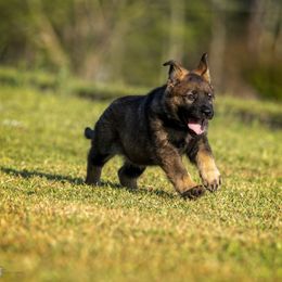 German Shepherd Puppies from Sommerfeld German Shepherds