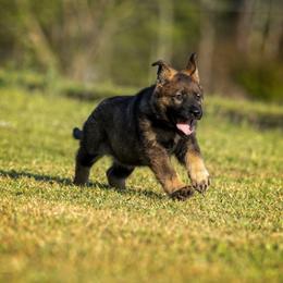 German Shepherd Puppies from Sommerfeld German Shepherds